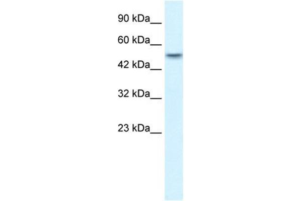 ANKRD11 anticorps  (N-Term)