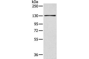 Western blot analysis of 293T cell using SMARCA1 Polyclonal Antibody at dilution of 1:450