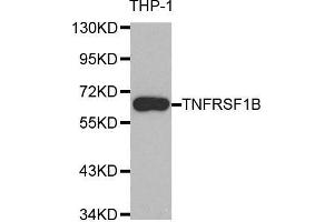 Image no. 4 for anti-Tumor Necrosis Factor Receptor Superfamily, Member 1B (TNFRSF1B) antibody (ABIN3021424)