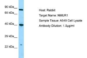 Image no. 1 for anti-Neuromedin U Receptor 1 (NMUR1) (C-Term) antibody (ABIN2790039)