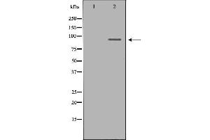 Image no. 1 for anti-P Protein (OCA2) (N-Term) antibody (ABIN6263792)