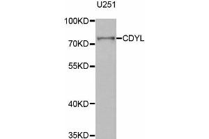 Image no. 1 for anti-Chromodomain Protein, Y-Like (CDYL) antibody (ABIN1882384)