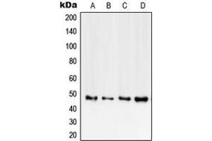 Western blot analysis of CD120b expression in HEK293T (A), mouse heart (B), rat heart (C), PC12 (D) whole cell lysates.