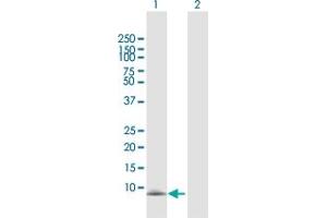 Western Blot analysis of CXCL13 expression in transfected 293T cell line by CXCL13 MaxPab polyclonal antibody.