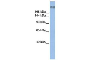 Image no. 1 for anti-Sodium Channel, Voltage-Gated, Type VIII, alpha (SCN8A) (Middle Region) antibody (ABIN633702)