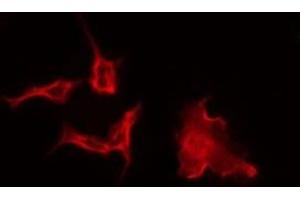 Image no. 1 for anti-Peroxisomal Biogenesis Factor 2 (PEX2) (Internal Region) antibody (ABIN6259448)