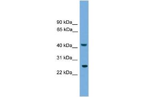 Image no. 1 for anti-RAB35, Member RAS Oncogene Family (RAB35) (Middle Region) antibody (ABIN2784851)