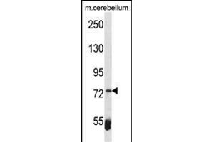 ZBTB39 Antibody (Center) (ABIN1538134 and ABIN2849854) western blot analysis in mouse cerebellum tissue lysates (35 μg/lane).
