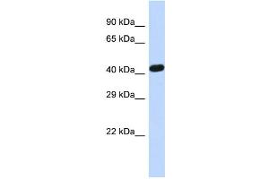 ZNF773 antibody  (Middle Region)