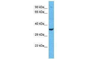 Image no. 1 for anti-Olfactory Receptor, Family 1, Subfamily L, Member 1 (OR1L1) (N-Term) antibody (ABIN2791714)