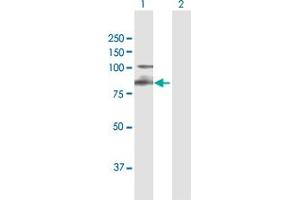 Integrin beta 7 antibody  (AA 1-798)