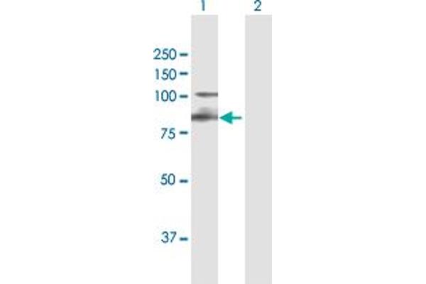 Integrin beta 7 antibody  (AA 1-798)