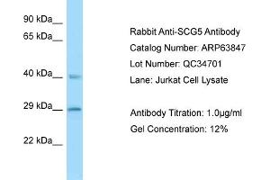 Image no. 1 for anti-Secretogranin V (7B2 Protein) (SCG5) (N-Term) antibody (ABIN2789643)