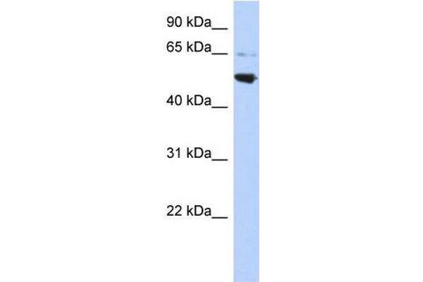 anti-Adaptor-Related Protein Complex 3, mu 2 Subunit (AP3M2) (Middle Region) antibody