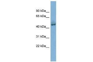 Image no. 1 for anti-Pygopus Homolog 1 (Drosophila) (PYGO1) (Middle Region) antibody (ABIN2784247)