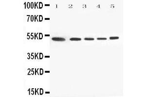 Image no. 1 for anti-Annexin A7 (ANXA7) (AA 445-460), (C-Term) antibody (ABIN3044073)