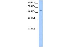 Image no. 1 for anti-MFNG (MFNG) (Middle Region) antibody (ABIN633860)
