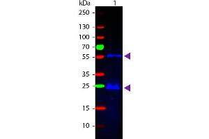 Western Blotting (WB) image for Donkey anti-Guinea Pig IgG (Heavy & Light Chain) antibody (FITC) - Preadsorbed (ABIN1043952)