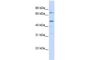Image no. 1 for anti-Kringle Containing Transmembrane Protein 1 (KREMEN1) (N-Term) antibody (ABIN2773853)