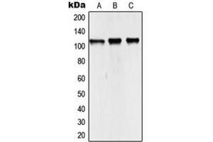 Image no. 2 for anti-Nuclear Receptor Coactivator 7 (NCOA7) (Center) antibody (ABIN2706653)