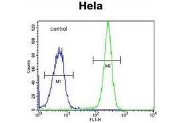 HYAL2 antibody  (C-Term)