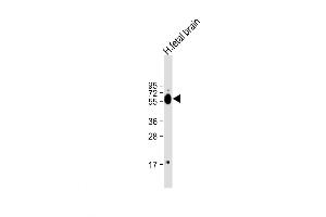Image no. 1 for anti-Dihydropyrimidinase-Like 3 (DPYSL3) (AA 461-490), (C-Term) antibody (ABIN5533985)