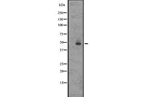 Image no. 1 for anti-G Protein-Coupled Receptor 83 (GPR83) (N-Term) antibody (ABIN6258194)