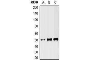 Image no. 1 for anti-ST3 beta-Galactoside alpha-2,3-Sialyltransferase 3 (ST3GAL3) (Center) antibody (ABIN2707103)