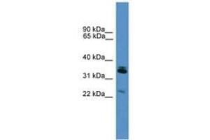 Image no. 1 for anti-Synaptoporin (SYNPR) (AA 91-140) antibody (ABIN6746589)