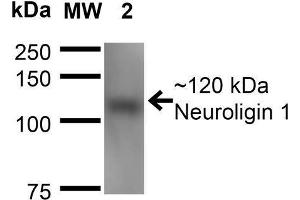 Image no. 2 for anti-Neuroligin 1 (NLGN1) (AA 718-843) antibody (FITC) (ABIN1741317)