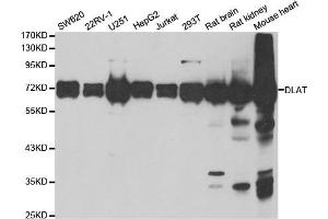 Image no. 1 for anti-Dihydrolipoyl Transacetylase (DLAT) antibody (ABIN1980304)