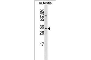 SHARPIN Antibody (Center) (ABIN1538163 and ABIN2849991) western blot analysis in mouse testis tissue lysates (35 μg/lane).