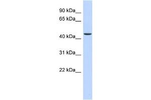 Image no. 2 for anti-alpha Ketoglutarate Dehydrogenase (alphaKGDHC) (N-Term) antibody (ABIN2787780)