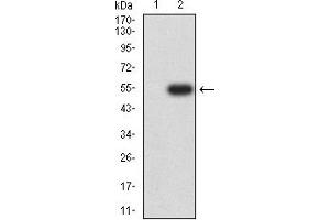 Image no. 1 for anti-CD40 Ligand (CD40LG) (AA 47-261) antibody (ABIN5611141)