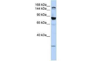 Image no. 1 for anti-Tight Junction Protein 2 (Zona Occludens 2) (TJP2) antibody (ABIN631228)