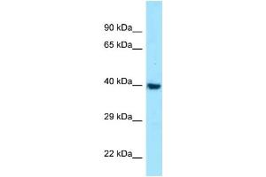 Image no. 1 for anti-Melanocortin 1 Receptor (MC1R) (C-Term) antibody (ABIN2789427)