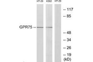 Image no. 1 for anti-G Protein-Coupled Receptor 75 (GPR75) (AA 381-430) antibody (ABIN1535749)