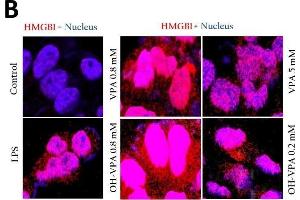 Intracellular location of HMGB1 in HeLa cells at the basal state and in response to treatment with LPS, VPA and OH-VPA(A) HMGB1 protein (red) increased in cells that received any of the treatments.