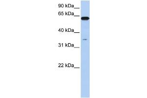Image no. 1 for anti-Karyopherin alpha 6 (Importin alpha 7) (KPNA6) (N-Term) antibody (ABIN2785933)