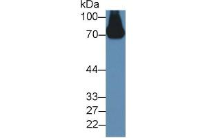 Image no. 4 for anti-Alpha2 Antiplasmin (SERPINF2) (AA 348-491) antibody (ABIN1172477)
