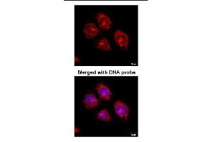 Immunofluorescence analysis of paraformaldehyde-fixed HeLaS3, using Flotillin-2 antibody at 1:100 dilution.
