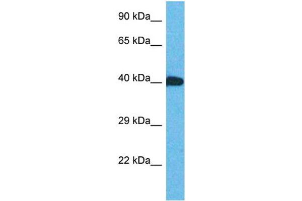 anti-Zinc Finger Protein 883 (ZNF883) (C-Term) antibody