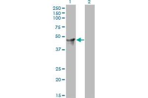 Image no. 5 for anti-Cytohesin 2 (CYTH2) (AA 314-398) antibody (ABIN564002)