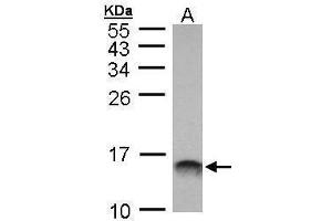 WB Image Sample (30 ug of whole cell lysate) A: Molt-4 , 15% SDS PAGE antibody diluted at 1:1000