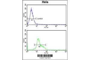 Flow Cytometry (FACS) image for anti-Deltex Homolog 4 (Drosophila) (DTX4) antibody (ABIN2158611)