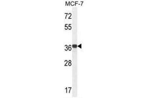 Image no. 3 for anti-Glycerol-3-Phosphate Dehydrogenase 1-Like (GPD1L) (AA 47-77), (N-Term) antibody (ABIN952587)