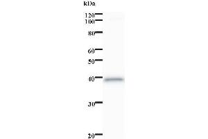 Image no. 1 for anti-Aminopeptidase Puromycin Sensitive (NPEPPS) antibody (ABIN932208)