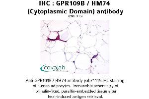 Image no. 1 for anti-Hydroxycarboxylic Acid Receptor 3 (HCAR3) (3rd Cytoplasmic Domain) antibody (ABIN1734899)