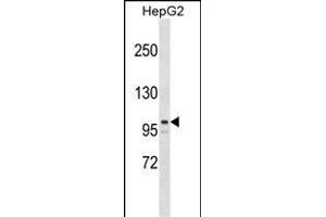 ARID5B Antibody (Center) (ABIN1538384 and ABIN2849061) western blot analysis in HepG2 cell line lysates (35 μg/lane).