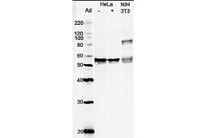 Image no. 1 for anti-Glutamate-Rich WD Repeat Containing 1 (GRWD1) (full length) antibody (ABIN2451991)